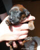 fena-tm.ruzova2 small