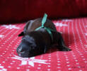 pes zeleny small