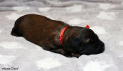 fena bila 20.11.2022 1 small