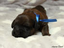 fena modra 20.11.2022 2 small