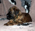 fena modra 9.12.2022 1 small