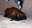 fena oranzova 9.12.2022 small