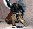 fena ruzova 9.12.2022 1 small
