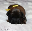 fena zluta 20.11.2022 1 small