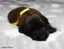 fena zluta 20.11.2022 small