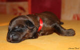 fena cervena 4.9.2025 small