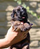 fena ruzova 21.9.2025 1 small