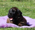 fena ruzova 21.9.2025 small