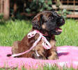 fena ruzova 28.9.2025 1 small