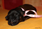 fena ruzova 4.9.2025 small