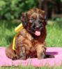 fena zluta 28.9.2025 1 small