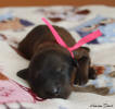 fena ruzova 1 small